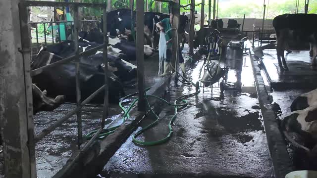 Cleaning Wide Dairy Barn
