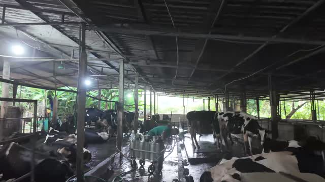 Dairy Barn Interior With Lights