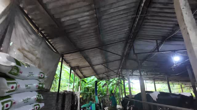 Inside Dairy Cow Barn