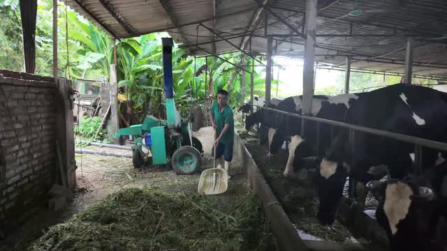Worker Feeding Cattle Grass