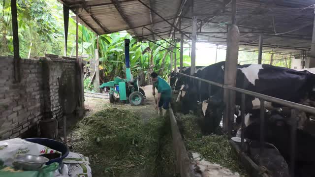 Barn Feeding Dairy Cows