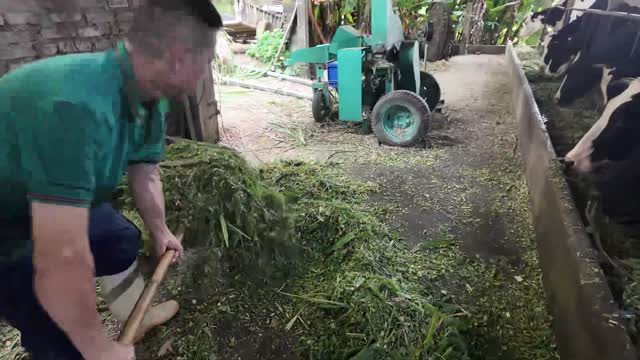 Worker Gathering Fresh Grass
