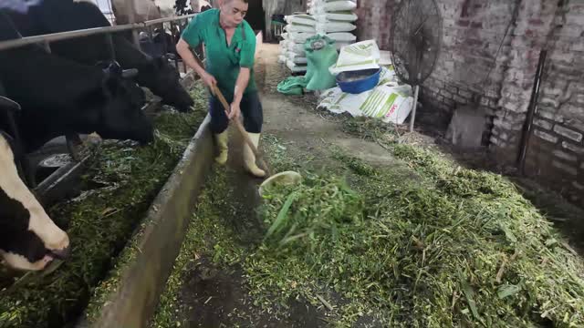 Pushing Grass Into Trough