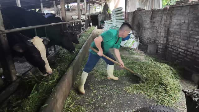 Worker Raking Barn Floor