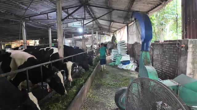 Dairy Barn Feeding Line