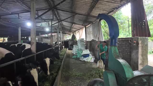 Operating Grass Chopper Machine