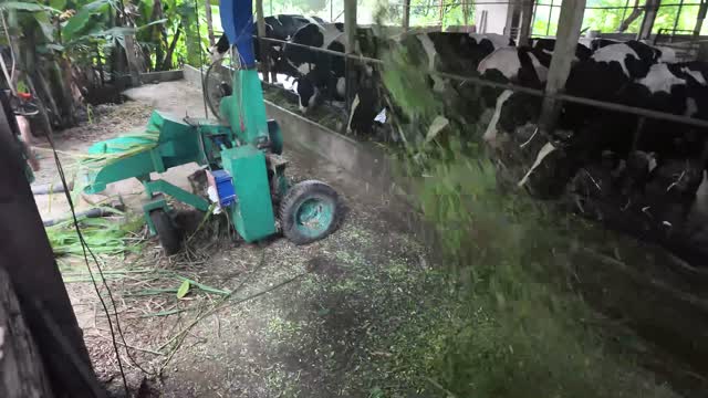Chopping Grass For Cattle