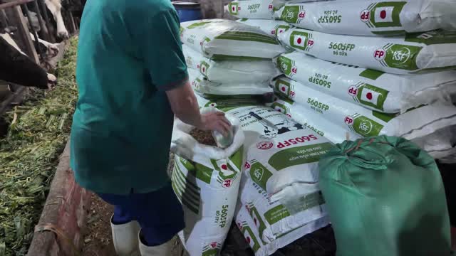 Scooping Cattle Feed