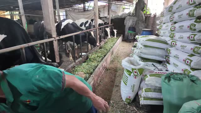 Cows Feeding At Trough