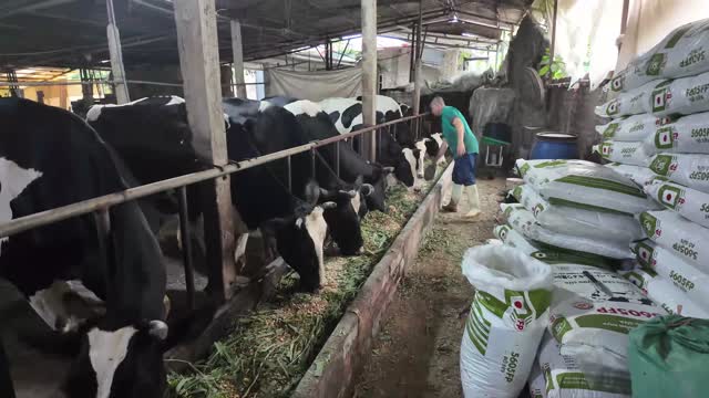 Dairy Cows Eating Grass