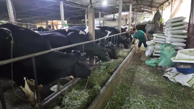 Holstein Cows At Feed