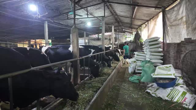 Barn Full Of Cattle