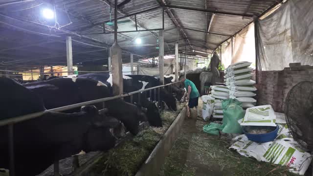 Worker Among Dairy Cows