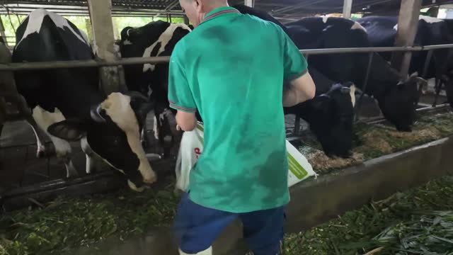 Cows Feeding By Banana Trees