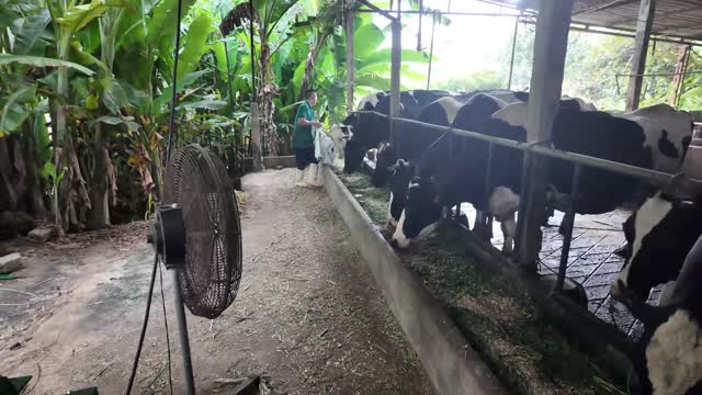 Cow In Barn Stall