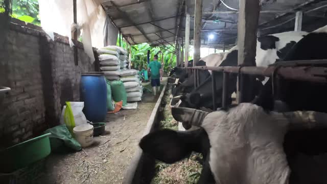 Cows Eating Fresh Grass