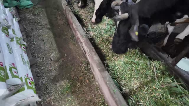Worker At Silage Pile
