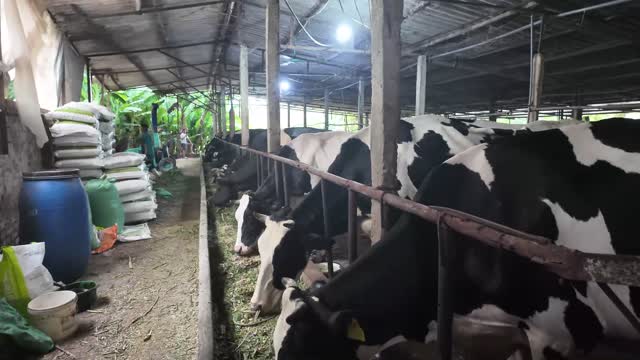 Cleaning The Cattle Pen