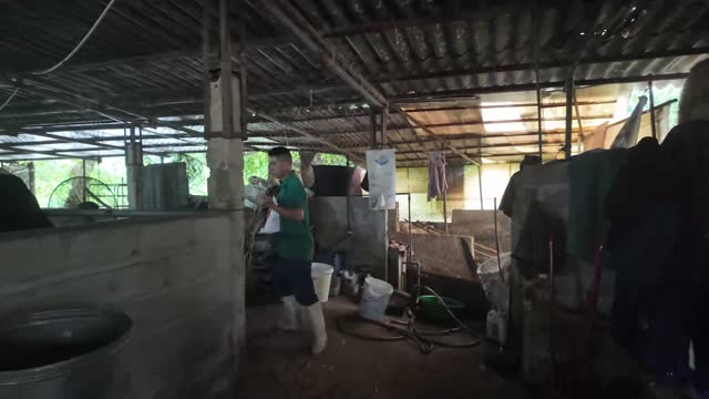 Worker In Milking Shed