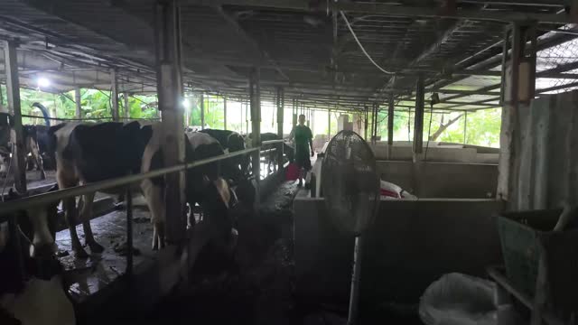 Cows Resting In Barn Stalls