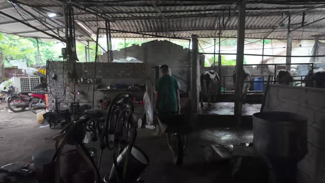 Inside The Dairy Cow Barn