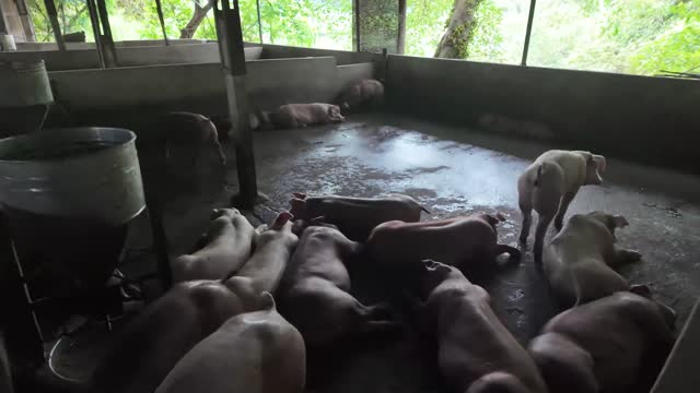 Pigs Lying In Concrete Pen