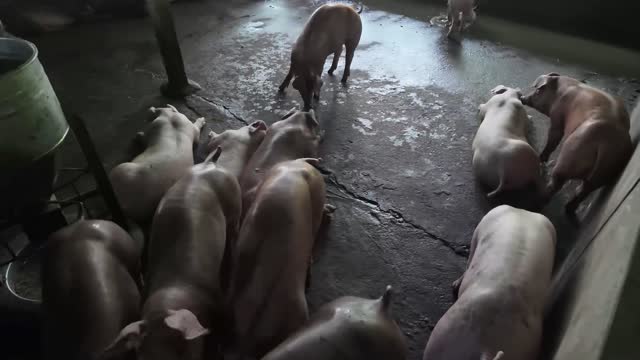 Pigs Feeding In The Pen