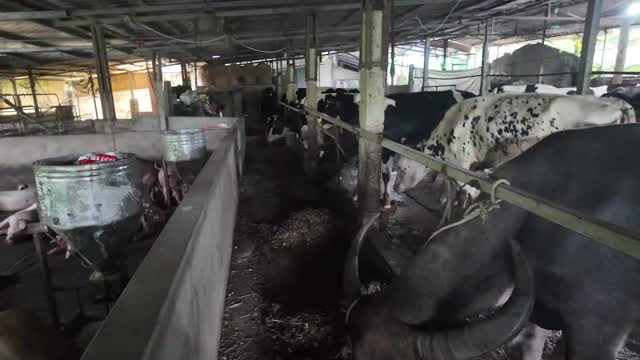 Dairy Cows Feeding At Trough