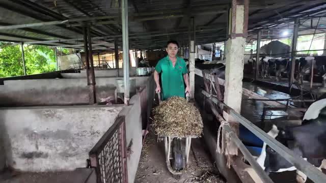 Bringing Feed To Cattle