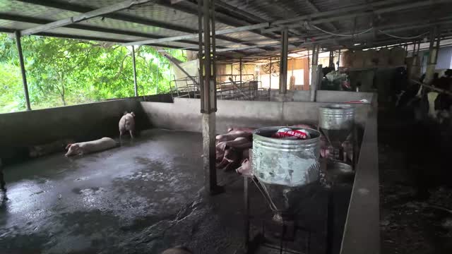 Farm Pen With Pigs