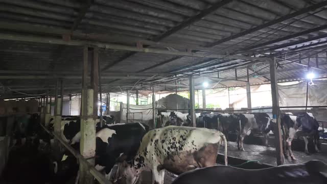 Holstein Cows In The Barn