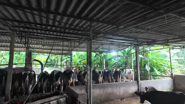 Cows Feeding By Green Yard