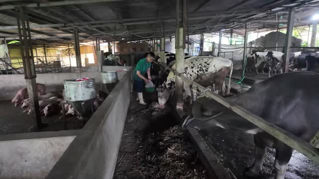 Worker Feeding The Cattle