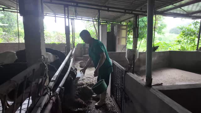Feeding Cows By Hand