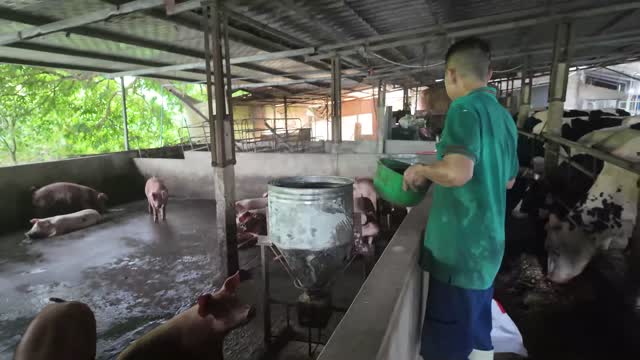 Worker Feeding Farm Animals