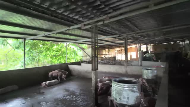 Pigs In The Farm Pen