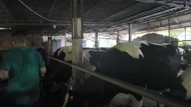 Walking Among Dairy Cows