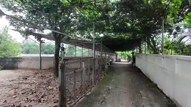 Shaded Farm Walkway Path