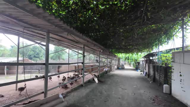 Walkway Past Ostrich Pens
