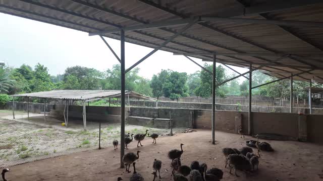 Young Ostriches In Pen