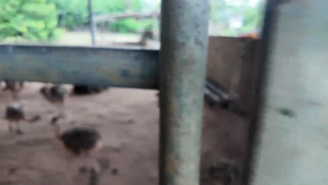 Ostrich Pen Close Pass