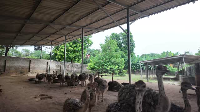 Ostriches Under The Shelter