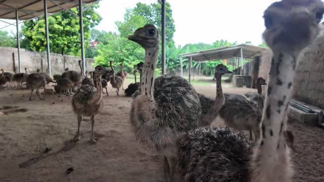 Curious Ostriches Close Up