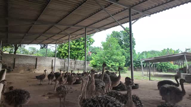 Flock Of Ostriches In Yard