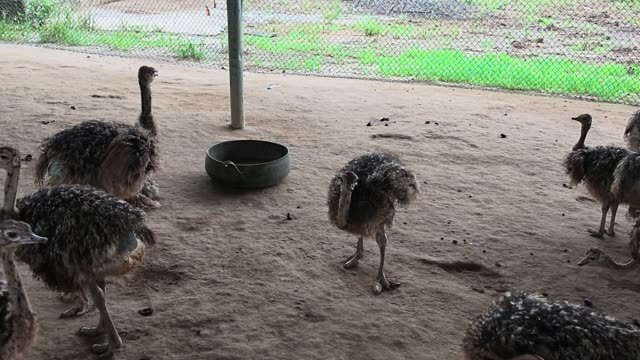 Young Ostriches Around Feed Bowl