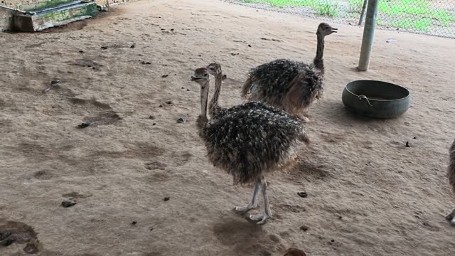 Two Ostrich Chicks In Pen