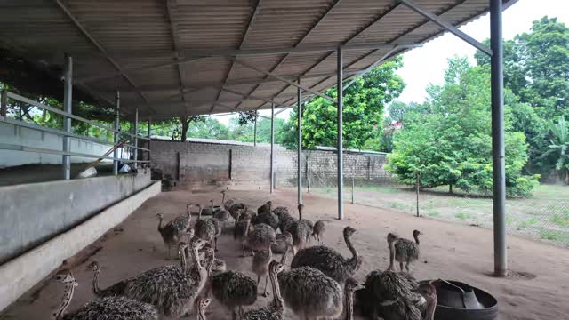 Ostriches In Open Enclosure