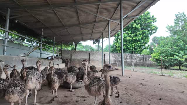 Ostrich Flock Grazing Yard