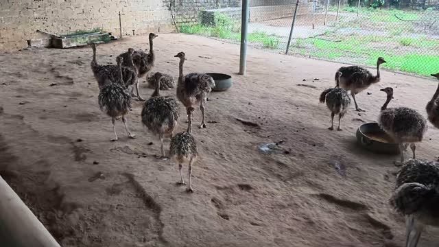Young Ostrich Flock In Pen