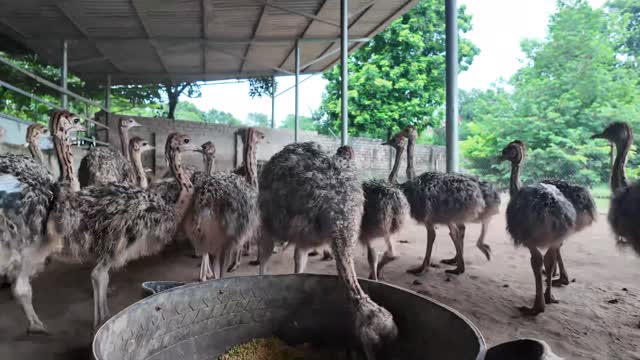 Ostriches Feeding At Basin